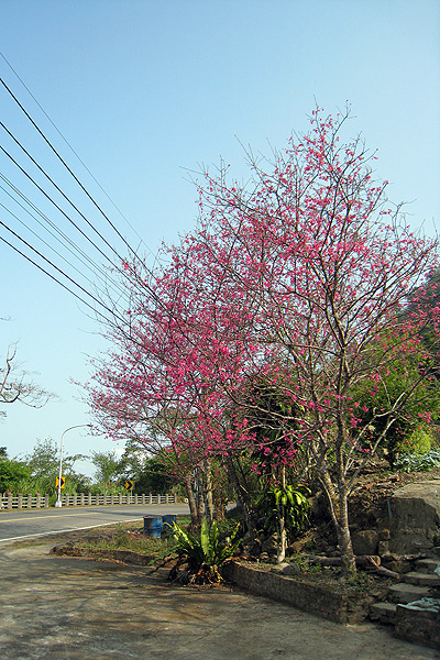 山櫻花開啦~