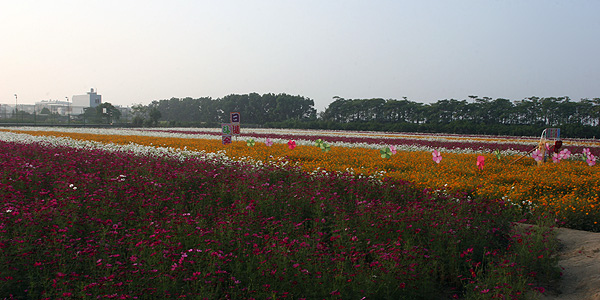 花海 花海