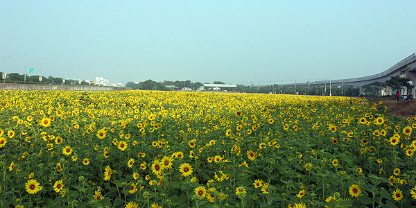 花海