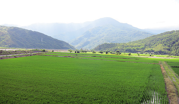 綠油油的稻田