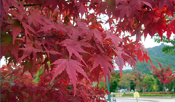 楓紅了~