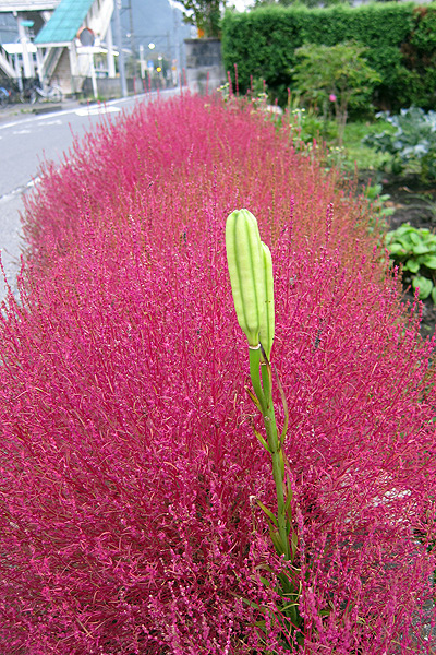 不知名的花