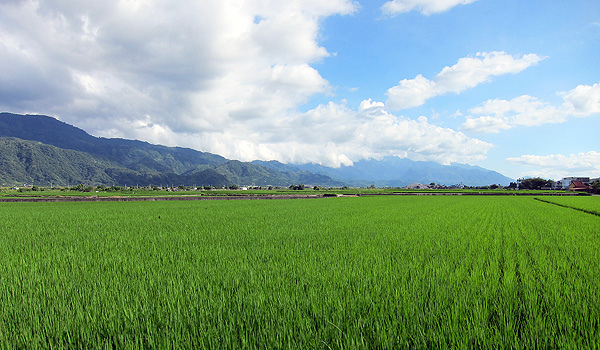 綠油油的稻田