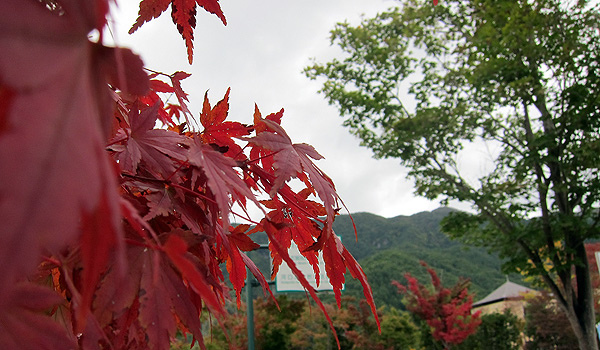 楓紅了~