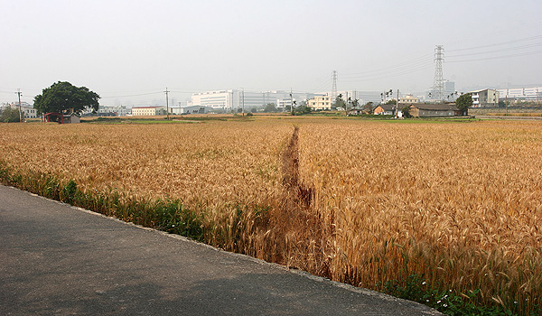 麥田隨拍