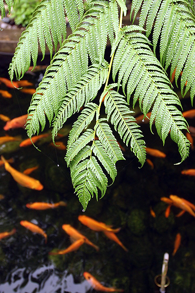 原生應用植物園隨拍