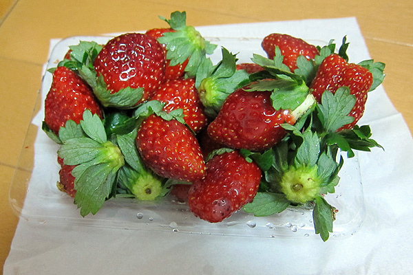 草莓 草莓