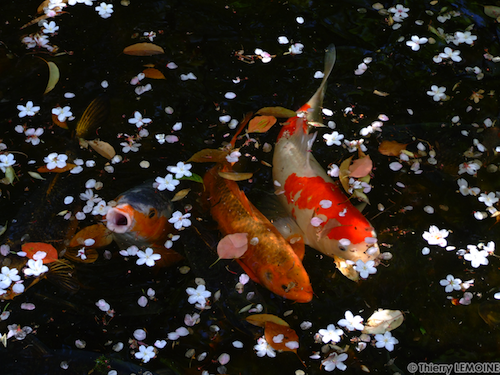 Rakusuien - Fukuoka (Japon - photos - Japan).png