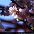 20130323-2013阿里山櫻花季