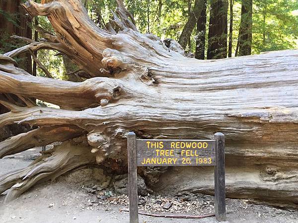 Big Basin Redwood State Park