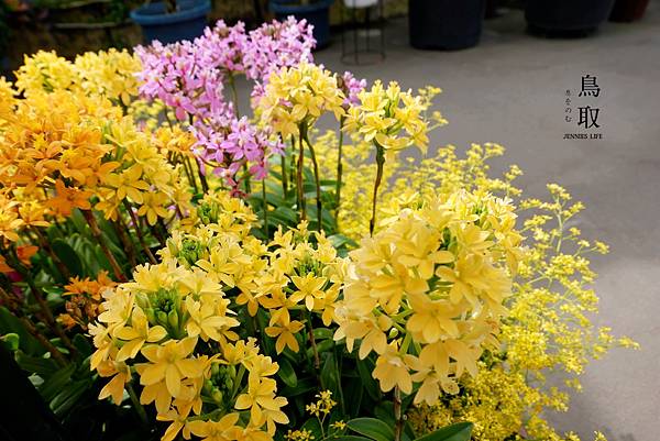 鳥取浪漫花季熱門景點｜日本最大規模花卉公園 【鳥取花迴廊 幸