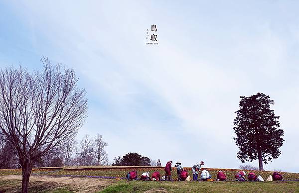 鳥取浪漫花季熱門景點｜日本最大規模花卉公園 【鳥取花迴廊 幸