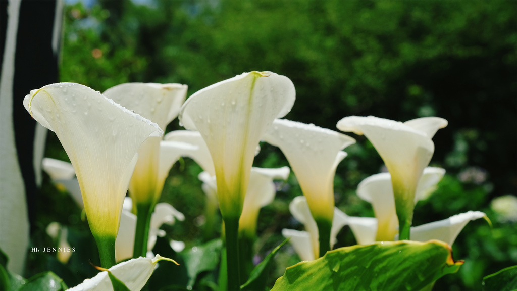 姐妹們我們來去賞花吧｜陽明山 大賞園 白色繡球花滿山滿谷好浪