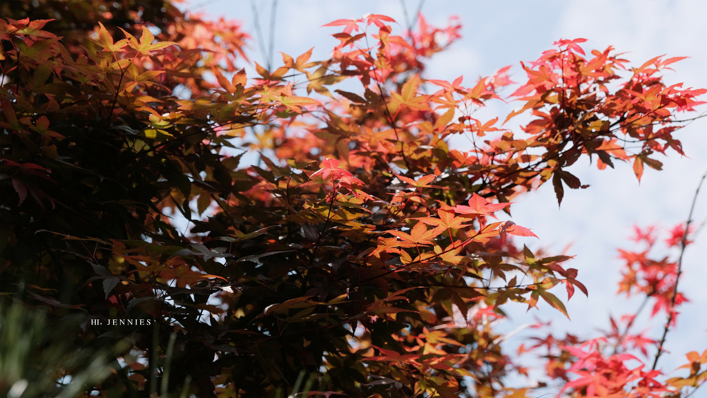 姐妹們我們來去賞花吧｜陽明山 大賞園 白色繡球花滿山滿谷好浪