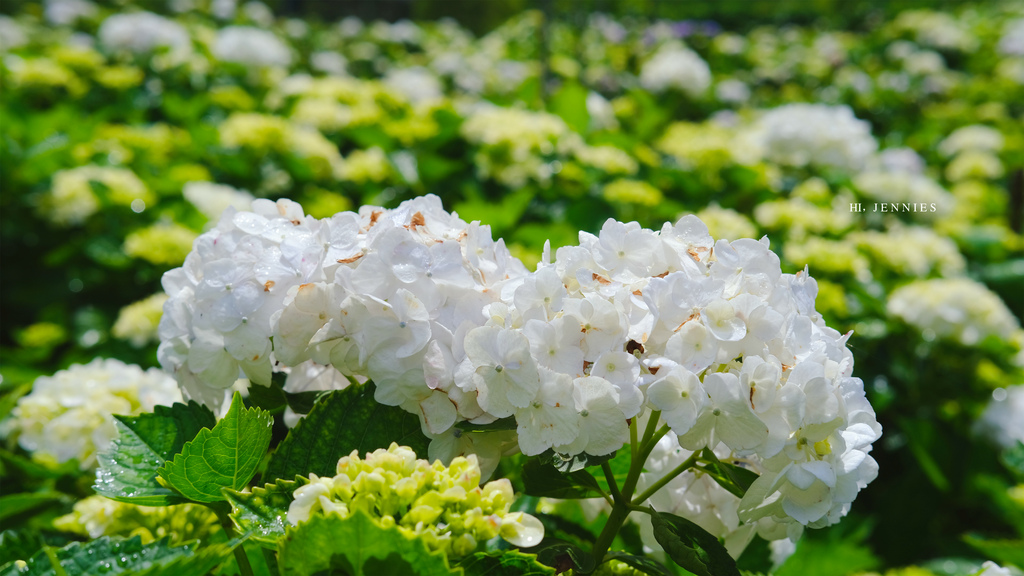 姐妹們我們來去賞花吧｜陽明山 大賞園 白色繡球花滿山滿谷好浪