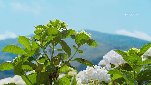 姐妹們我們來去賞花吧｜陽明山 大賞園 白色繡球花滿山滿谷好浪