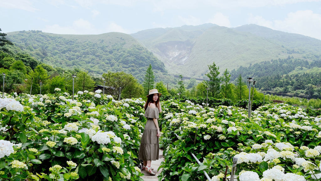 姐妹們我們來去賞花吧｜陽明山 大賞園 白色繡球花滿山滿谷好浪