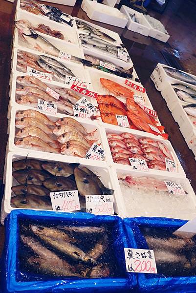 到台灣以外的漁市場走走看看體驗不同的漁市風情｜鳥取港 賀露海