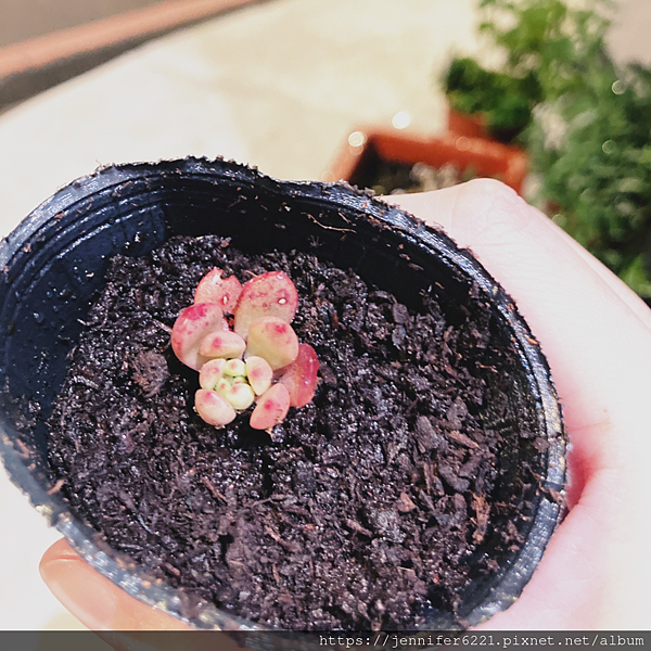 多肉植物 紅寶石