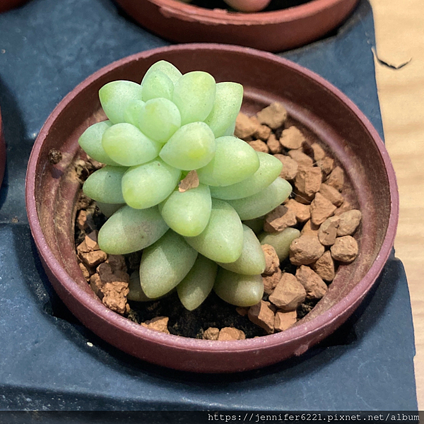 多肉植物 新玉綴 新玉墜