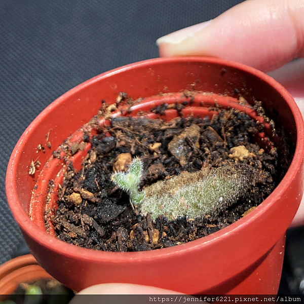 葉孵多肉植物