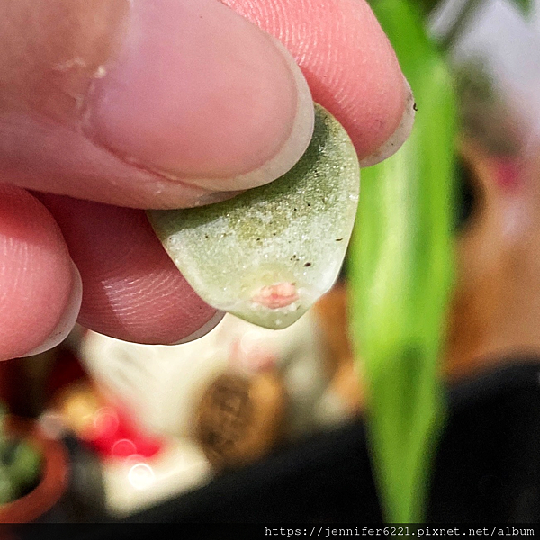 多肉植物 葉孵 芽點發芽