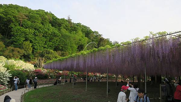 足利花卉公園7.JPG