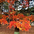 maple tree-1.jpg