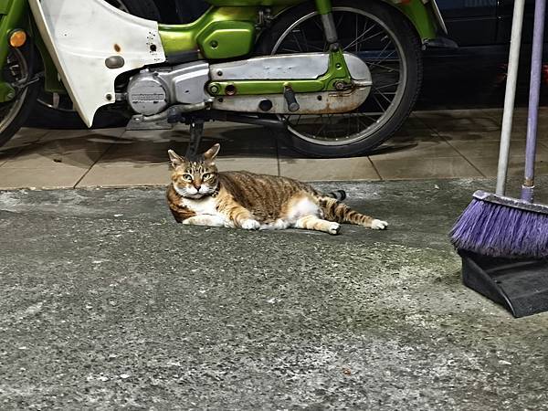 貓貓 貓貓