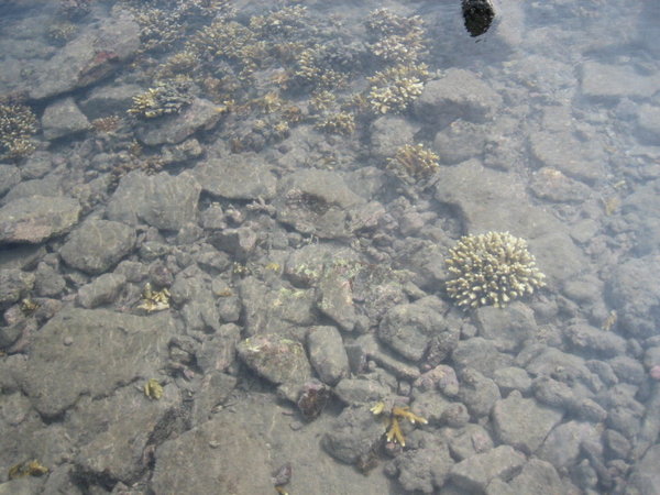 清澈的水、可愛的珊瑚礁