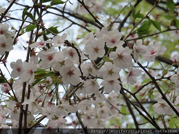 汝矣島國會議事堂公園的櫻花