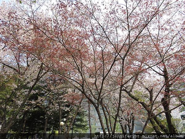 汝矣島國會議事堂公園的櫻花
