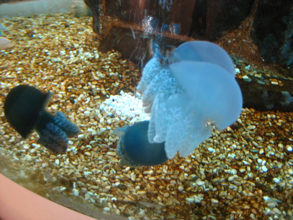 清水休息站裡面的水族箱 清水休息站裡面的水族箱