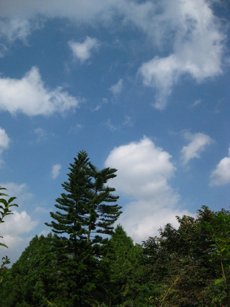 藍天白雲，林木挺拔