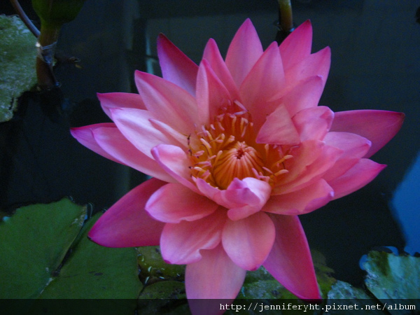 蓮花水中間 蓮花水中間