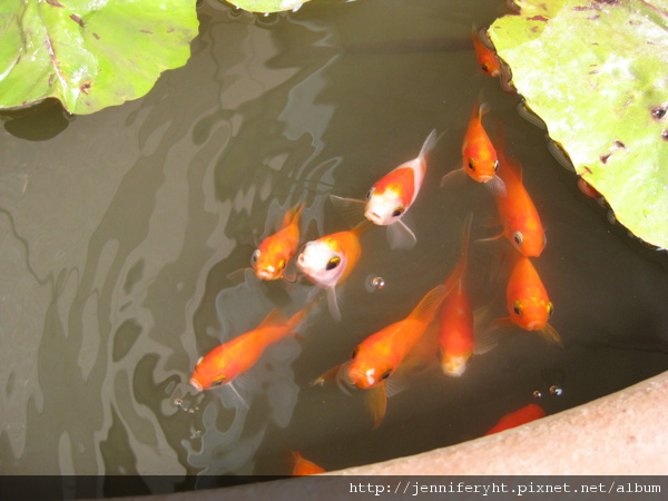 小金魚 小金魚