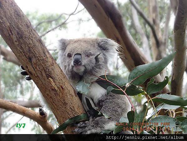 30 Koala Conservation Park (4).JPG