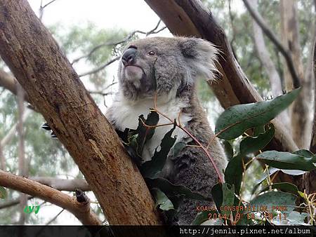 30 Koala Conservation Park (5).JPG