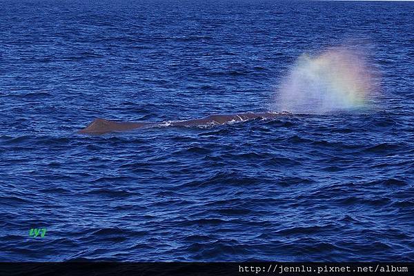 3 1 Kaikoura Whale Watch.JPG