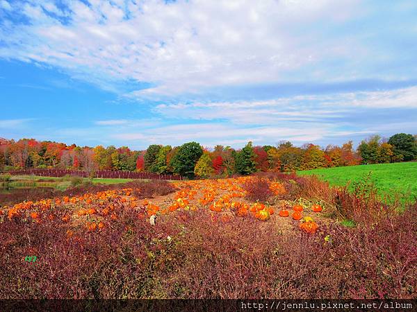 3 1 Lyman Orchards.JPG