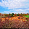 3 1 Lyman Orchards.JPG