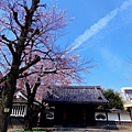 3 2 Aasakusa Sakura (1).JPG