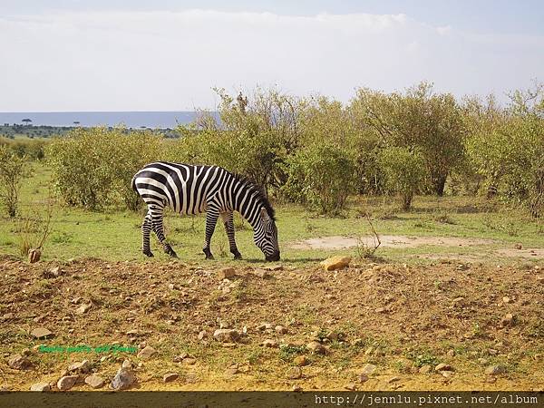 1 5 Masai Mara (3).JPG