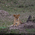 1 6 Masai Mara - Lion (2).JPG