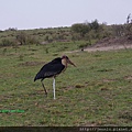 1 5 Masai Mara (1).JPG