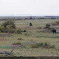1 6 Masai Mara - Lion (3).JPG