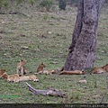 1 6 Masai Mara - Lion (1).JPG