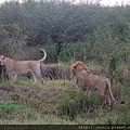 1 8 Masai Mara  - Lion (1).JPG