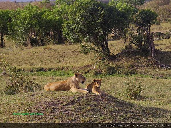 1 6 Masai Mara - Lion (4).JPG