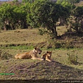 1 6 Masai Mara - Lion (4).JPG